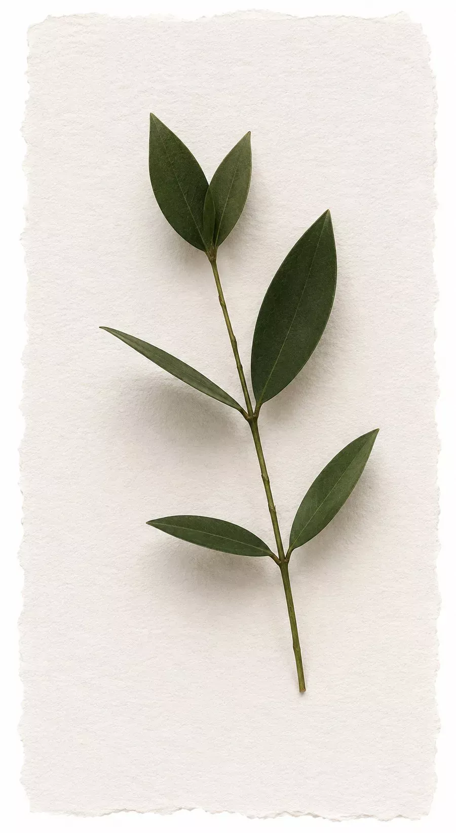 A pressed olive sprig laid on textured paper