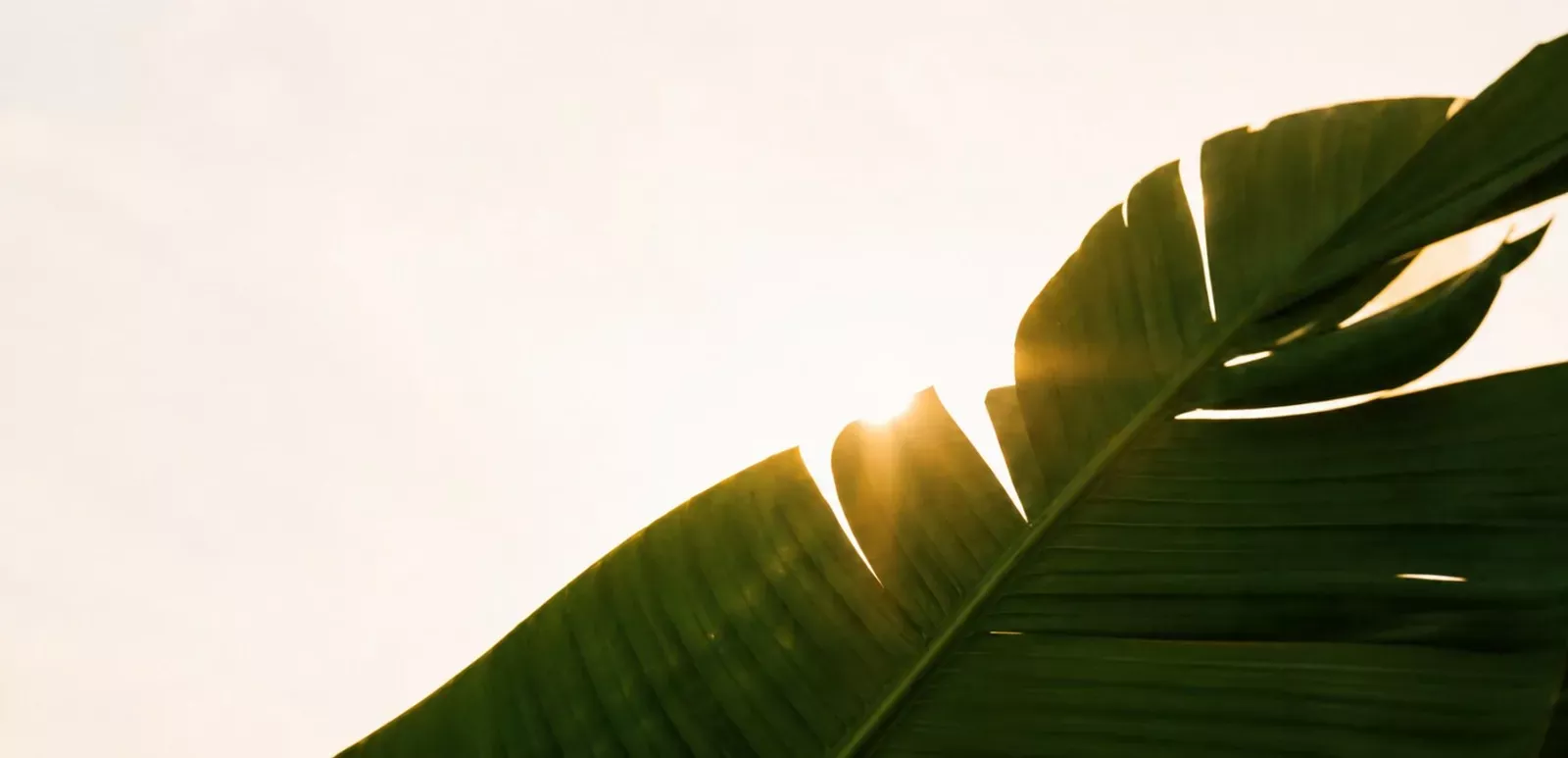 Sunlight breaking through a banana leaf