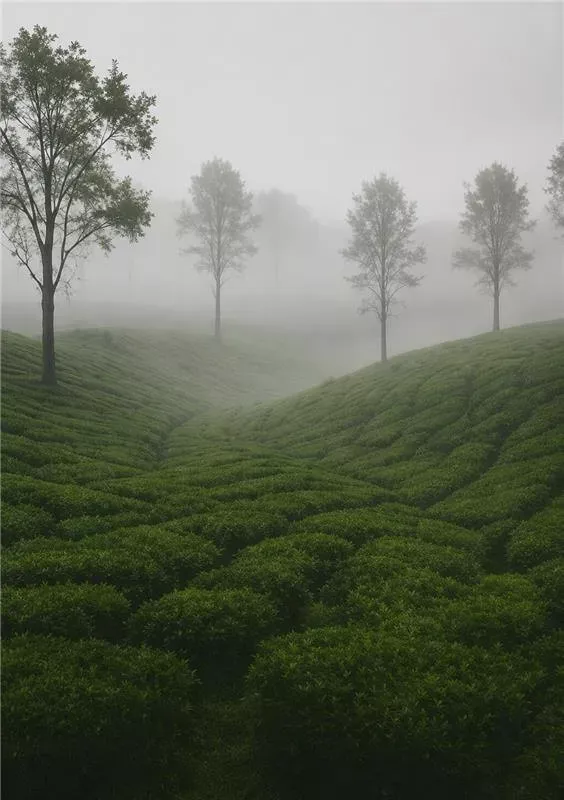 Mist settling over rolling tea plantation hills at dawn