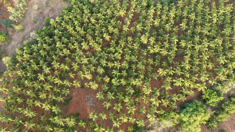 Drone view straight down over a dense coconut palm grove on the Thamizhoor estate