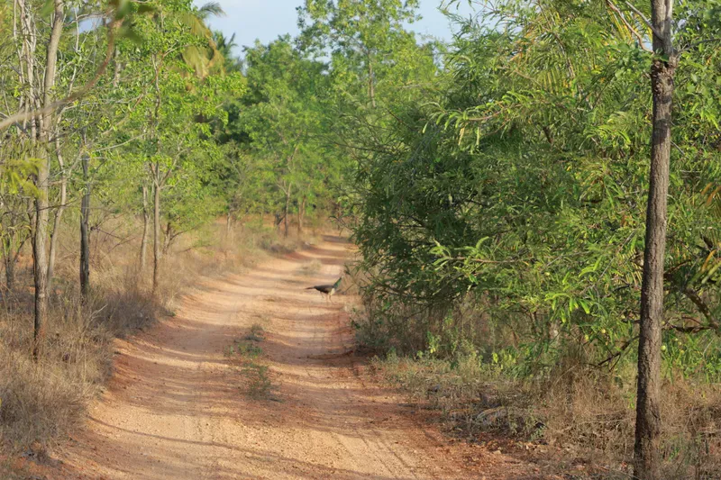A red-earth track curving through native trees on the Thamizhoor estate